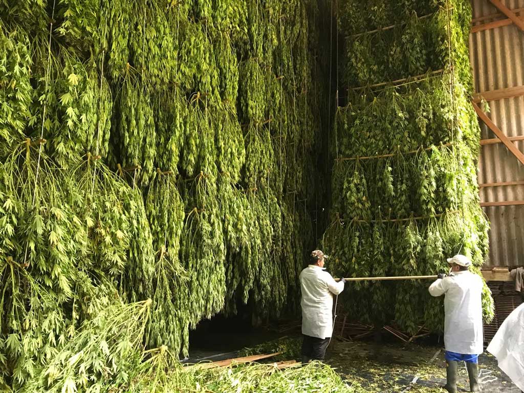 TB Farming AG - Outdoor Ernte